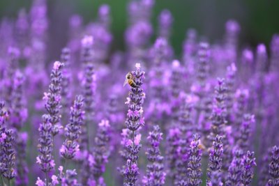 Zo trekt je tuin vlinders en bijen aan dit seizoen