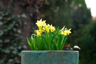 Met deze bollentruc bloeit je tuin van februari tot mei